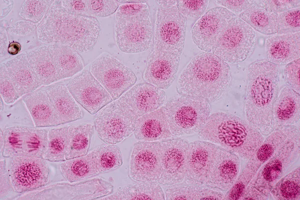 Mitosis Cell Root Tip Onion Microscope — 图库照片