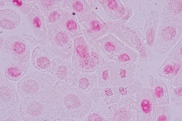 Mitosis Cell Root Tip Onion Microscope — Φωτογραφία Αρχείου