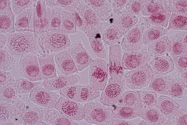 Mitosis cell in the Root tip of Onion under a microscope.