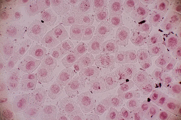 현미경으로 체세포 — 스톡 사진