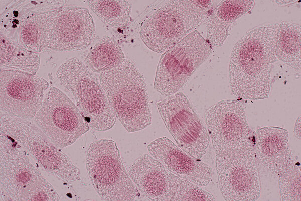 Mitosis cell in the Root tip of Onion under a microscope.