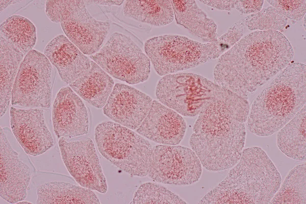 Mitosis Cell Root Tip Onion Microscope — Fotografia de Stock