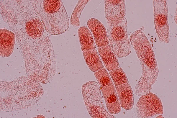현미경으로 체세포 — 스톡 사진