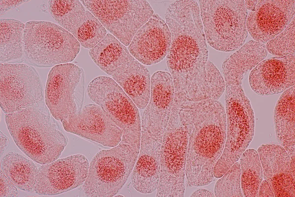 Клітина Мітозу Кінчику Кореня Цибулі Під Мікроскопом — стокове фото