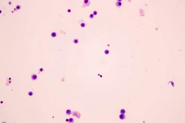 教育显微镜下的人类染色体 — 图库照片