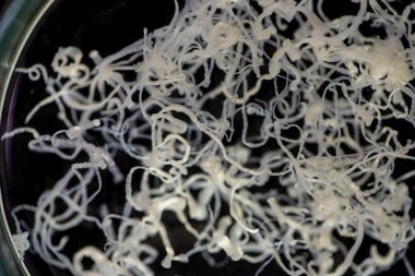 Parazit ya da solucanlar eğitim laboratuvarında bulunan bir tatlı su balığı parazitidir..