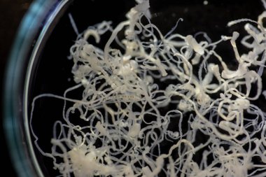 Parazit ya da solucanlar eğitim laboratuvarında bulunan bir tatlı su balığı parazitidir..