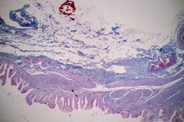 Laboratuvarda eğitim için mikroskop altında insan hücresinin (hücre yapısı) özellikleri.