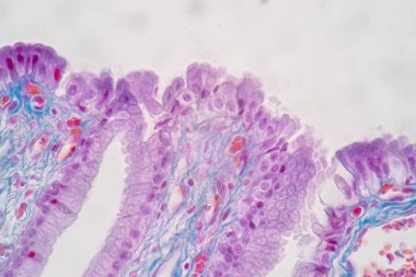 Laboratuvarda eğitim için mikroskop altında insan hücresinin (hücre yapısı) özellikleri.