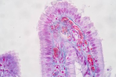 Laboratuvarda eğitim için mikroskop altında insan hücresinin (hücre yapısı) özellikleri.