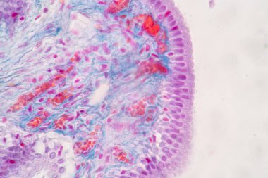 Laboratuvarda eğitim için mikroskop altında insan hücresinin (hücre yapısı) özellikleri.