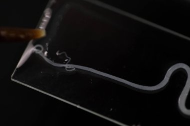 Parazit ya da solucanlar eğitim laboratuvarında bulunan bir tatlı su balığı parazitidir..