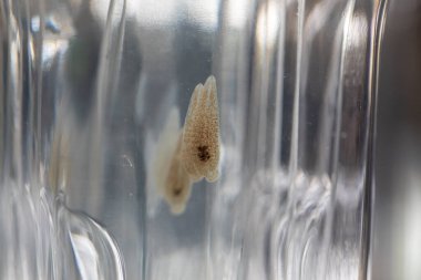 Parazit ya da solucanlar eğitim laboratuvarında bulunan bir tatlı su balığı parazitidir..