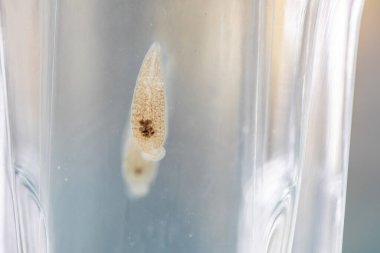 Parazit ya da solucanlar eğitim laboratuvarında bulunan bir tatlı su balığı parazitidir..