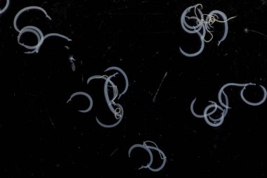 Parazit ya da solucanlar eğitim laboratuvarında bulunan bir tatlı su balığı parazitidir..