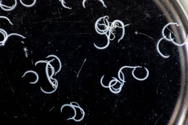 Parazit ya da solucanlar eğitim laboratuvarında bulunan bir tatlı su balığı parazitidir..