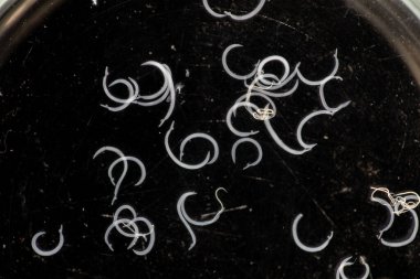 Parazit ya da solucanlar eğitim laboratuvarında bulunan bir tatlı su balığı parazitidir..