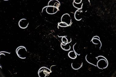 Parazit ya da solucanlar eğitim laboratuvarında bulunan bir tatlı su balığı parazitidir..