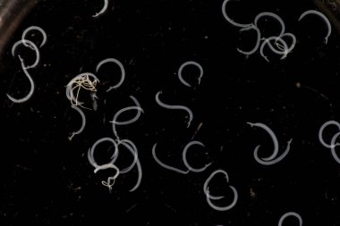 Parazit ya da solucanlar eğitim laboratuvarında bulunan bir tatlı su balığı parazitidir..