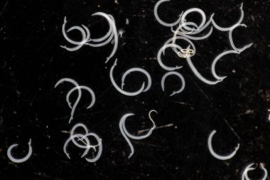 Parazit ya da solucanlar eğitim laboratuvarında bulunan bir tatlı su balığı parazitidir..