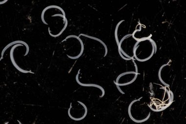 Parazit ya da solucanlar eğitim laboratuvarında bulunan bir tatlı su balığı parazitidir..