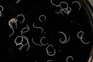 Parazit ya da solucanlar eğitim laboratuvarında bulunan bir tatlı su balığı parazitidir..