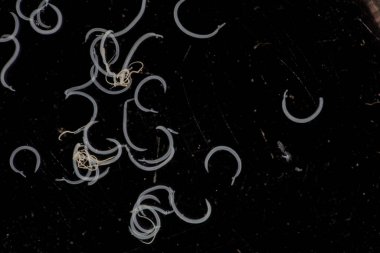 Parazit ya da solucanlar eğitim laboratuvarında bulunan bir tatlı su balığı parazitidir..