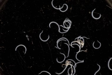 Parazit ya da solucanlar eğitim laboratuvarında bulunan bir tatlı su balığı parazitidir..