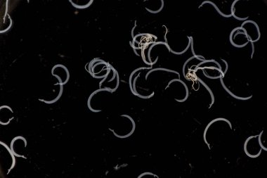 Parazit ya da solucanlar eğitim laboratuvarında bulunan bir tatlı su balığı parazitidir..