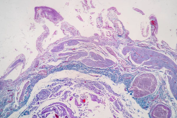 Charakteristika Sloupcové Epitellumové Buňky Buněčné Struktury Člověka Pod Mikroskopem Pro — Stock fotografie