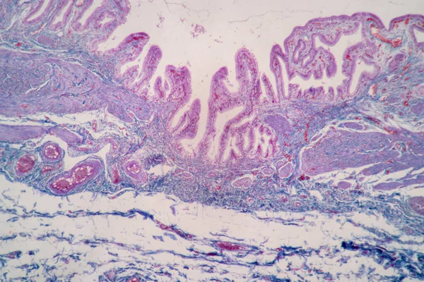 Kenmerken Van Columnar Epithellum Cel Celstructuur Van Mens Onder Microscoop — Stockfoto