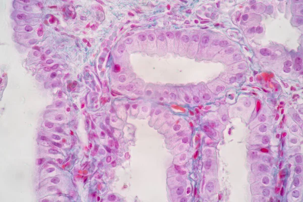 研究室での教育のための顕微鏡下のヒトの円柱上皮細胞 細胞構造 の特徴 — ストック写真