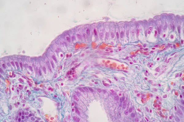 Kännetecken För Columnar Epithellum Cell Cellstruktur Hos Människa Mikroskop För — Stockfoto