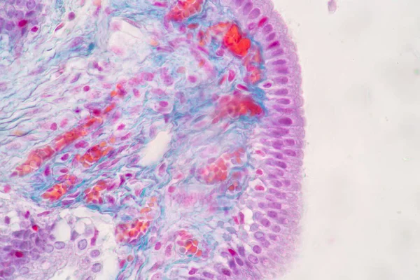 Characteristics of Columnar epithellum cell (Cell structure) of human under microscope view for education in laboratory.