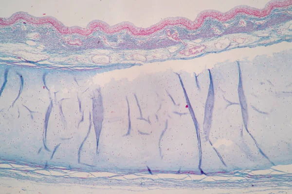 Kännetecken För Columnar Epithellum Cell Cellstruktur Hos Människa Mikroskop För — Stockfoto