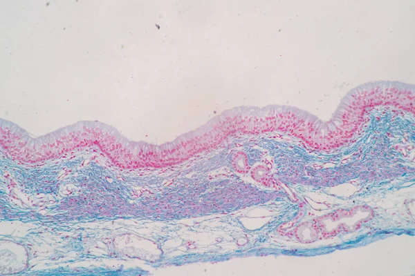 Χαρακτηριστικά Του Κυττάρου Columnar Epithellum Κυτταρική Δομή Του Ανθρώπου Μικροσκόπιο — Φωτογραφία Αρχείου