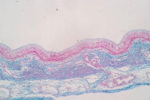 Charakteristika Sloupcové Epitellumové Buňky Buněčné Struktury Člověka Pod Mikroskopem Pro — Stock fotografie