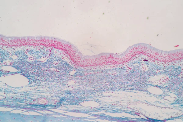 Charakteristika Sloupcové Epitellumové Buňky Buněčné Struktury Člověka Pod Mikroskopem Pro — Stock fotografie