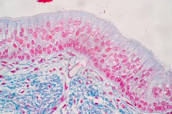 Características Columnar Epitellum Cell Cell Structure Human Microscope View Education —  Fotos de Stock