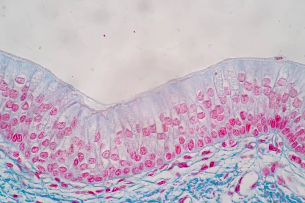 Kännetecken För Columnar Epithellum Cell Cellstruktur Hos Människa Mikroskop För — Stockfoto