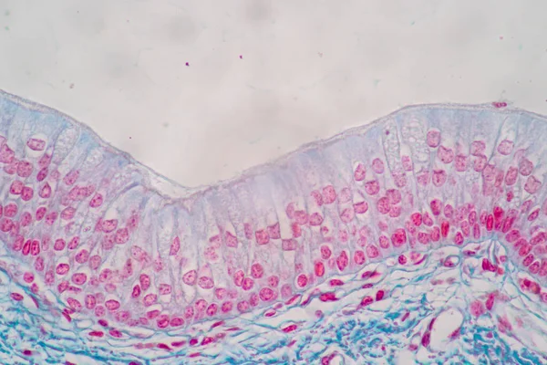 Charakteristika Sloupcové Epitellumové Buňky Buněčné Struktury Člověka Pod Mikroskopem Pro — Stock fotografie