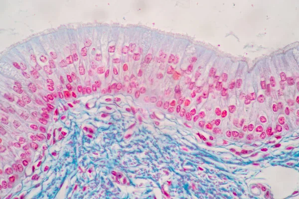 Kännetecken För Columnar Epithellum Cell Cellstruktur Hos Människa Mikroskop För — Stockfoto