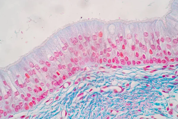 显微镜下人体柱状上皮细胞 细胞结构 特征的实验研究 — 图库照片