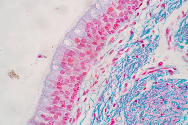 Характеристики Клітин Колонного Епітелію Людини Під Мікроскопом Навчання Лабораторії — стокове фото