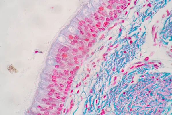 显微镜下人体柱状上皮细胞 细胞结构 特征的实验研究 — 图库照片
