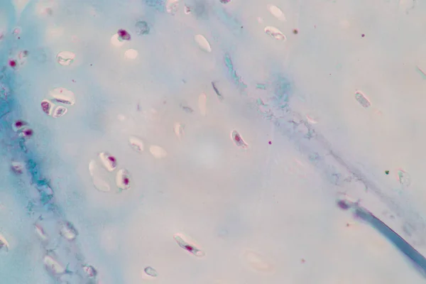현미경으로 수있는 인간의 세포의 특징들은 실험실에서의 교육을 것이다 — 스톡 사진