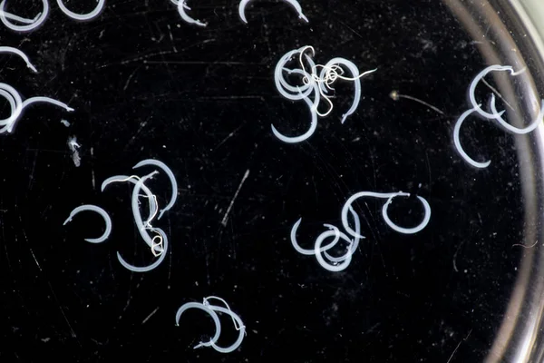 Parazit ya da solucanlar eğitim laboratuvarında bulunan bir tatlı su balığı parazitidir..