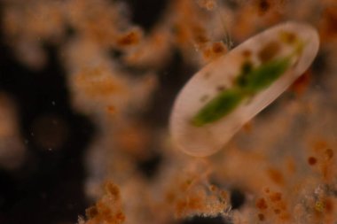 Clinostomum spp. Dünya çapında dağılımı olan tatlı su flütleri ve salyangozlar (orta konukçular), balıklar veya amfibyumlar (ikincil orta konukçular) dahil olmak üzere birden fazla konukçuyu içeren karmaşık bir yaşam döngüsüdür.).