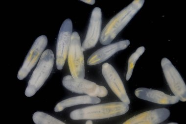 Clinostomum spp. Dünya çapında dağılımı olan tatlı su flütleri ve salyangozlar (orta konukçular), balıklar veya amfibyumlar (ikincil orta konukçular) dahil olmak üzere birden fazla konukçuyu içeren karmaşık bir yaşam döngüsüdür.).