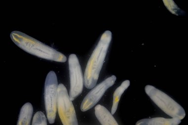 Clinostomum spp. Dünya çapında dağılımı olan tatlı su flütleri ve salyangozlar (orta konukçular), balıklar veya amfibyumlar (ikincil orta konukçular) dahil olmak üzere birden fazla konukçuyu içeren karmaşık bir yaşam döngüsüdür.).